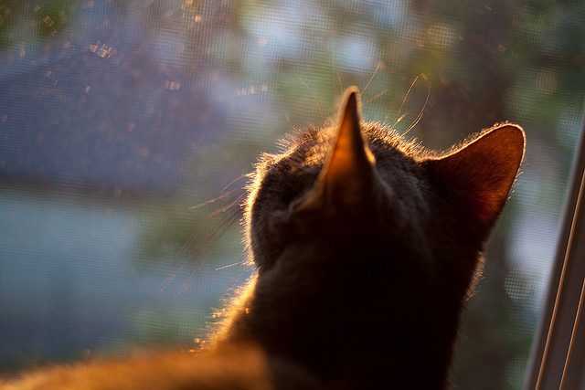 校园体育场馆智能管理应用，校园体育场馆智能管理应用有哪些