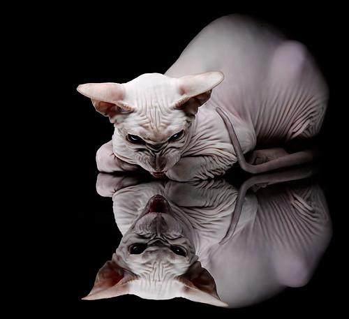 男子蝶泳选手划水对称性评分达满分，蝶泳划水时机